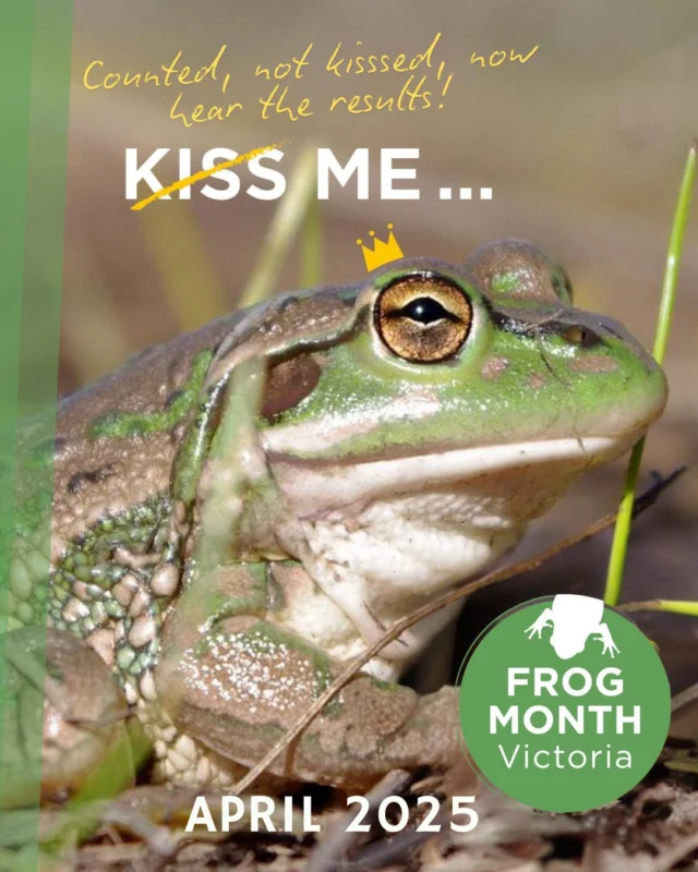 THE DATA IS IN! Calling all frog lovers. 

Join Frog Month Victoria as we dive into last year’s FrogTober numbers, uncover key trends in frog populations, and share insights into how your recordings help us track these amazing creatures. 

Plus, we’ll talk about the importance of autumn frog monitoring and how you can get involved! 

 Date: Wednesday 19 March
 Time: 6- 7 pm
Where: Online – Register via the link in bio.

Whether you’re a long-time frogger, citizen scientist or just getting started, this is a great chance to learn more about Victoria’s frogs! 

#FrogMonthVictoria #Frogtober #FrogCensus #FrogConservation @estuarywatchwaterwatchvic