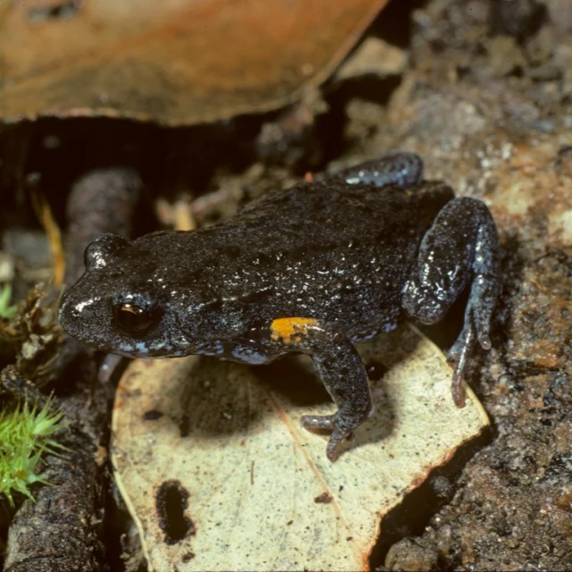April is Frog Month in Victoria! 🐸

Autumn is a great time to tune in to the calls of our local frogs. How many can you record this April? 

Grab your phone, head outside, and use the Frog Census App to capture their calls and contribute to important citizen science data that your Catchment Management Authority can use. 

Can you identify this little autumn frog in the pic?