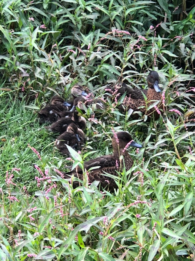 Pair of chestnut teal with 6 chicks