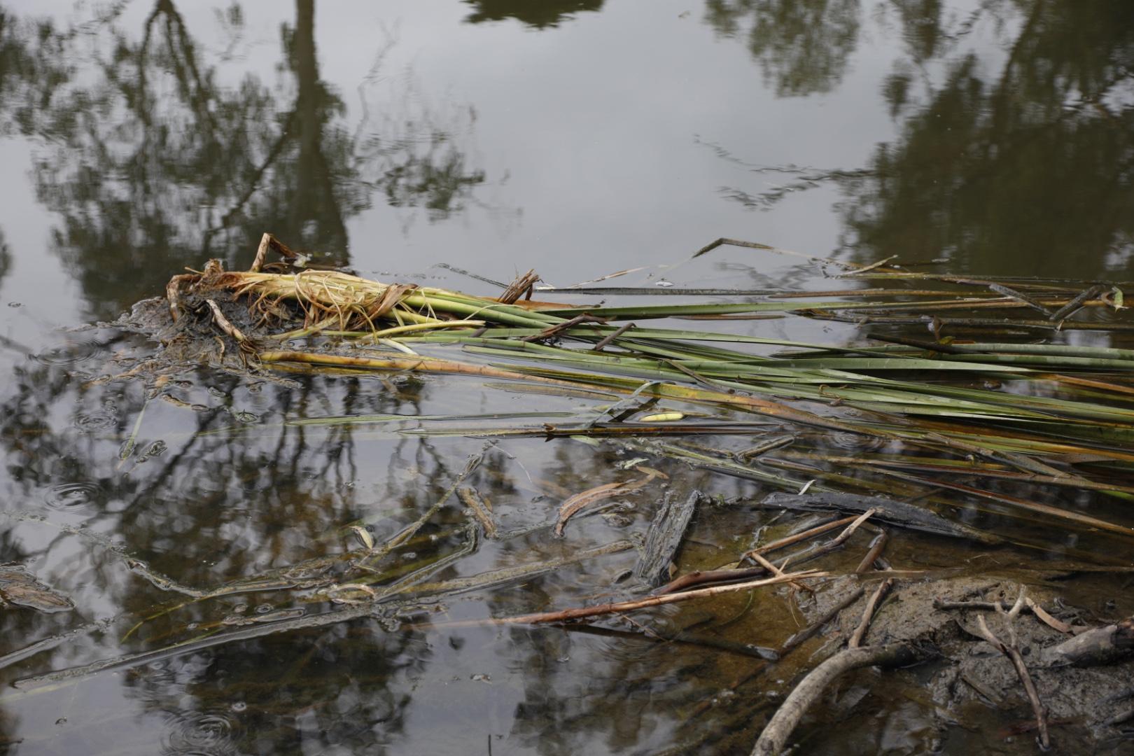 Floating reeds from earlier flood at site
