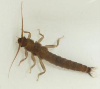 c. Family Austroperlidae, all other species (Stonefly nymphs)