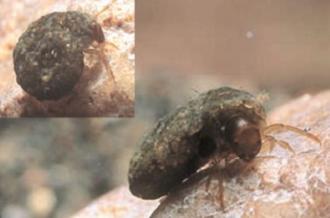 h. Family Helicopsychidae, Genus Helicopsyche (snail caddis)
