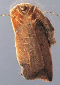 l. Family Calamoceratidae, Anisocentropus (sleeping bag caddis)