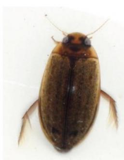 o. Family Dytiscidae, Genus Rhantus (Beetle adult)