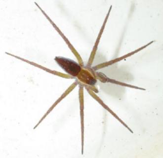 f. Order Araneae ( fishing and wolf spiders)