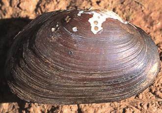 a. Family Hyriidae (freshwater mussels)