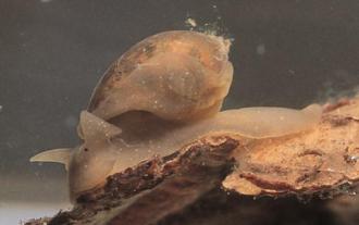 f. Family Lymnaeidae (lim nay ids - snail)