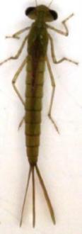 Damselfly Nymph (Odonata)