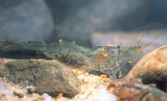 Freshwater Shrimp/Prawn (Atyidae)