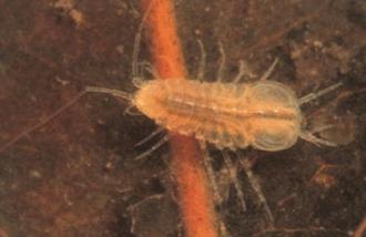 Freshwater slater (Isopoda)