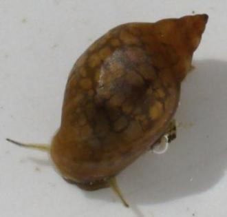 Freshwater Snails (Gastropoda)