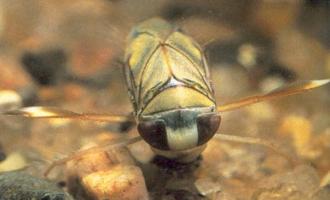 True Bugs - Backswimmers, Water-boatmen, Water-striders (Hemiptera)