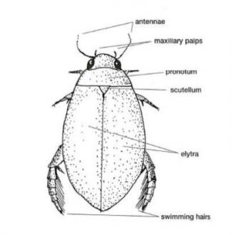Aquatic Beetles - Diving Beetles, Whirligig Beetles (Coleoptera)