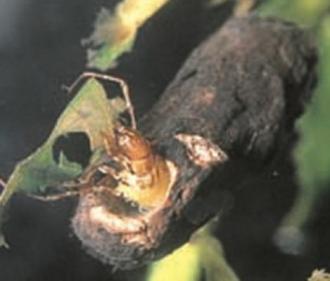 Caddis-fly Larvae (Trichoptera)