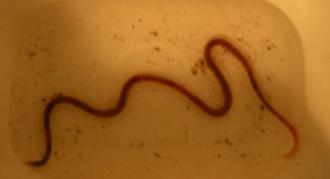 Segmented Worm (Oligochaeta)