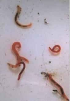Non Biting Midge Larvae - Bloodworms (Diptera)