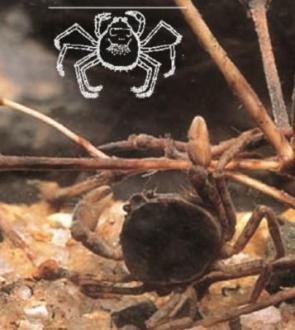 d. Family Hymenosomatidae (five cent crab, false spider crab)