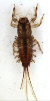 c. Family Coloburiscidae, Genus Coloburiscoides (stream horses - Mayfly nymph)