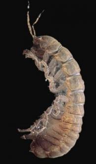 e. Order Isopoda, Family Phraetoicidae, (phraetoicids, cow shrimp)