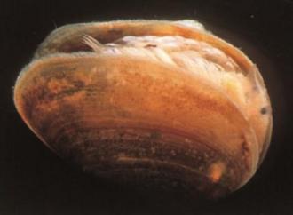 j. Order Conchostraca  (clam shrimp)