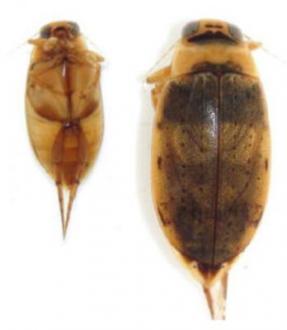 n. Family Dytiscidae, Genus Eretes (Beetle adult)