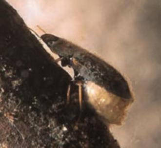 d. Family Hydrophilidae, Genus Helochares (Beetle adult)