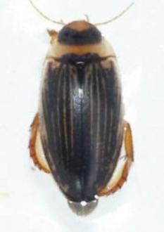 m. Family Dytiscidae, Genus Lancetes (Beetle adult)