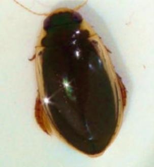 q. Family Dytiscidae, Genus Spencerhydrus (Beetle adult)