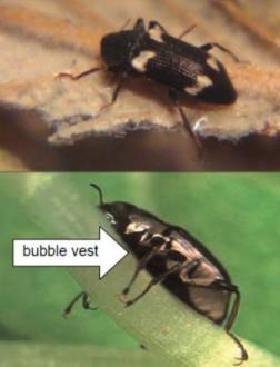 b. Family Elmidae (riffle beetle adult)