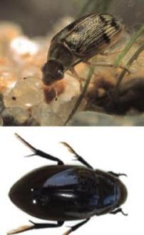 g. Family Hydrophilidae (water scavenger beetle adult)