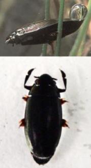 e. Family Gyrinidae (whirligig beetle adult)