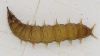 b. Family Athericidae (tasselled maggots)