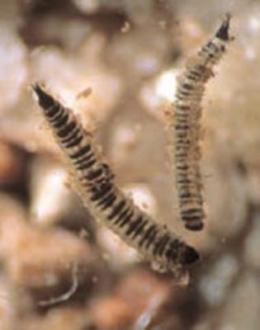 j. Family Psychodidae (moth fly larvae)