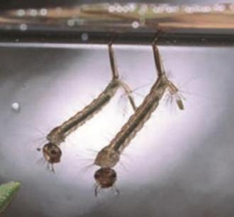 l. Family Culicidae (mosquito larvae, wrigglers)