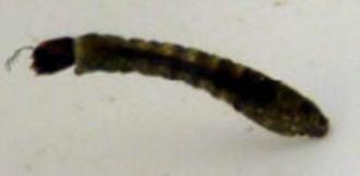 d. Family Simuliidae (black fly larvae)