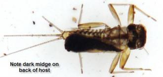 o. Family Chironomidae, Genus Symbiocladius (backpack midge)