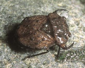d. Family Gelastocoridae (toad bugs)
