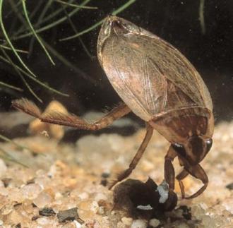 k. Family Belostomatidae, Genus Diplonychus (giant water bugs)