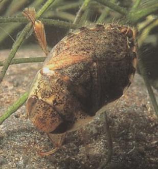 j. Family Naucoridae, Genus Naucoris (creeping water bugs)