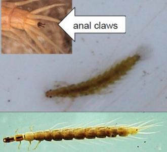 e. Family Gyrinidae (whirligig beetle larvae)