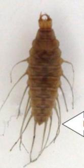 f. Family Hydrophilidae Genus Berosus (water scavenger beetle larvae)