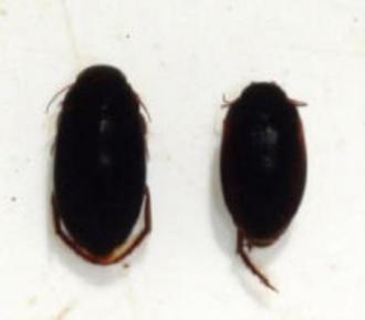 l. Family Dytiscidae, various genera (stealth diving beetles)