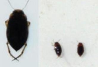 j. Family Dytiscidae, various genera (little diving beetles)