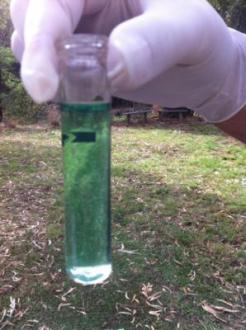 Our ammonia result - dark green.