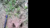 Swamp Wallaby track