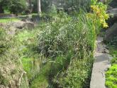 showing the vegetation obstructing flow at YDI838