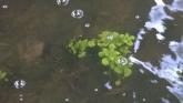 Unknown plant growing aqutically in creek, not seen this one before