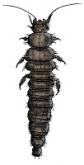 Beetle larvae (Coleoptera)