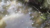Foam floating down Dandenong Creek
