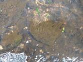 Brown algae growing on rocks and Blunt Pondweed